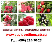 Саженцы малины,  смородины и ежевики продажа оптом по Украине